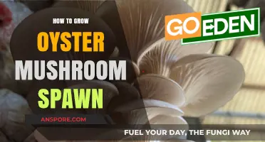 Mastering Oyster Mushroom Spawn: A Step-by-Step Growing Guide