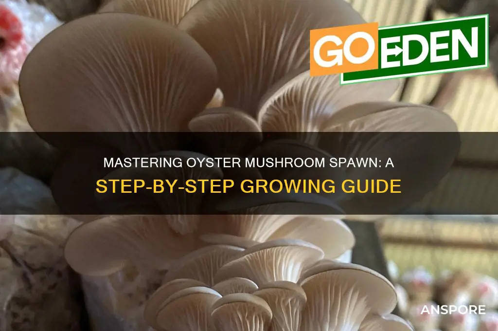 how to grow oyster mushroom spawn