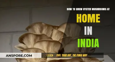 Easy Guide to Growing Oyster Mushrooms at Home in India