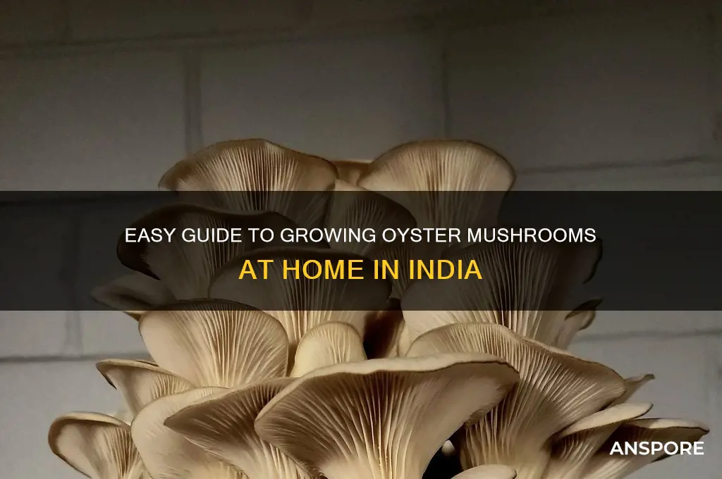how to grow oyster mushrooms at home in india