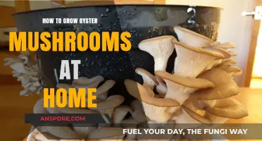 Easy Guide to Growing Oyster Mushrooms at Home: Tips & Tricks