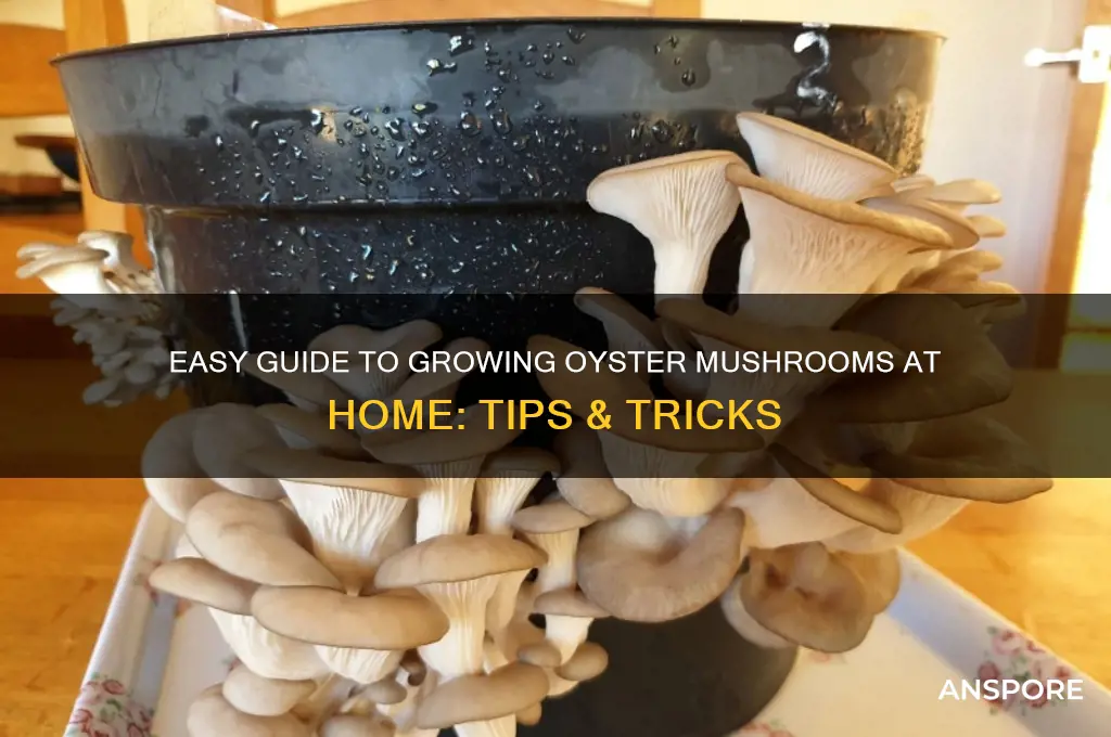 how to grow oyster mushrooms at home
