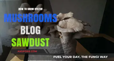 Growing Oyster Mushrooms on Sawdust: A Step-by-Step Guide