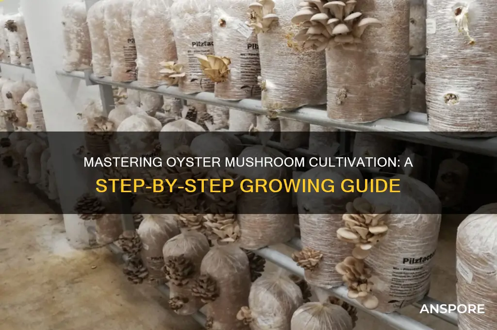 how to grow oyster mushrooms blog