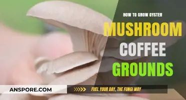 Grow Oyster Mushrooms Easily Using Coffee Grounds: A Step-by-Step Guide