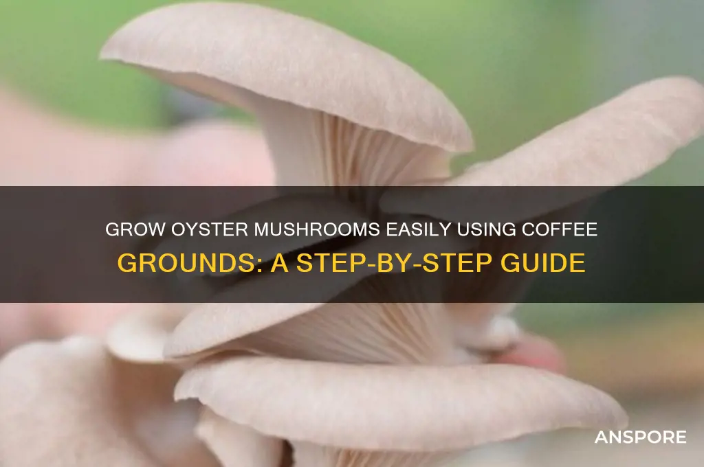 how to grow oyster mushrooms coffee grounds