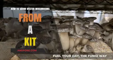 Easy Guide to Growing Oyster Mushrooms from a Kit at Home