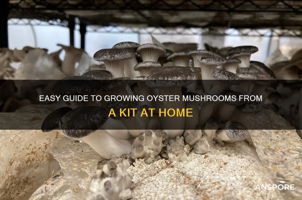 how to grow oyster mushrooms from a kit