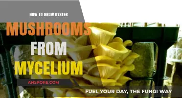 Mastering Oyster Mushroom Cultivation: Growing from Mycelium at Home