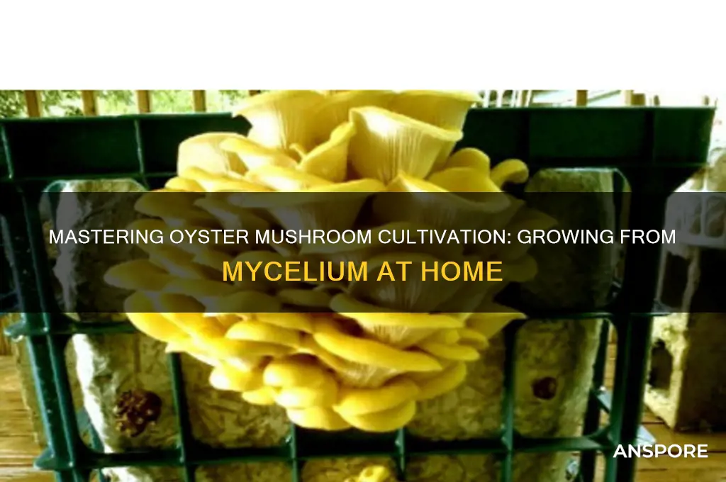 how to grow oyster mushrooms from mycelium