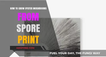 Mastering Oyster Mushroom Cultivation: A Guide to Growing from Spore Prints