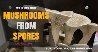 Mastering Oyster Mushroom Cultivation: A Step-by-Step Guide from Spores