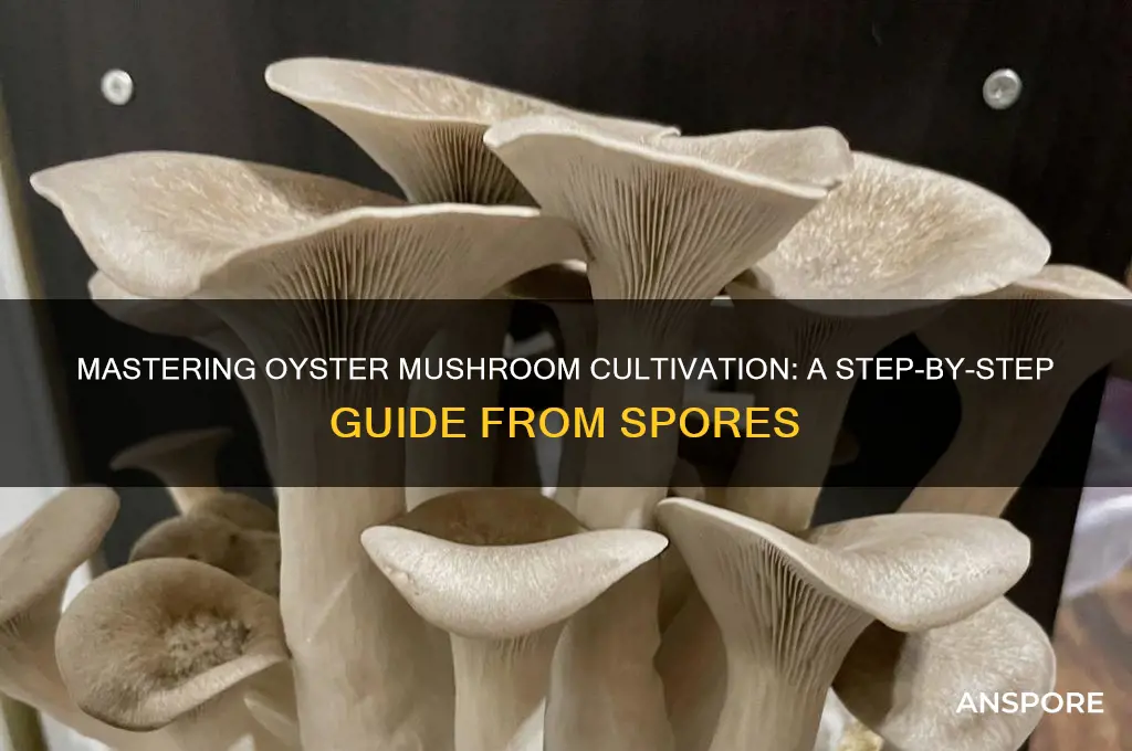 how to grow oyster mushrooms from spores
