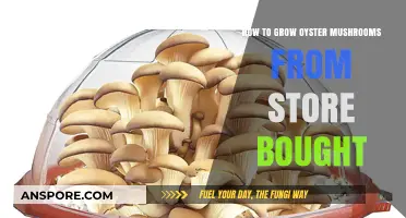 Grow Oyster Mushrooms at Home: Simple Steps from Store-Bought Kits