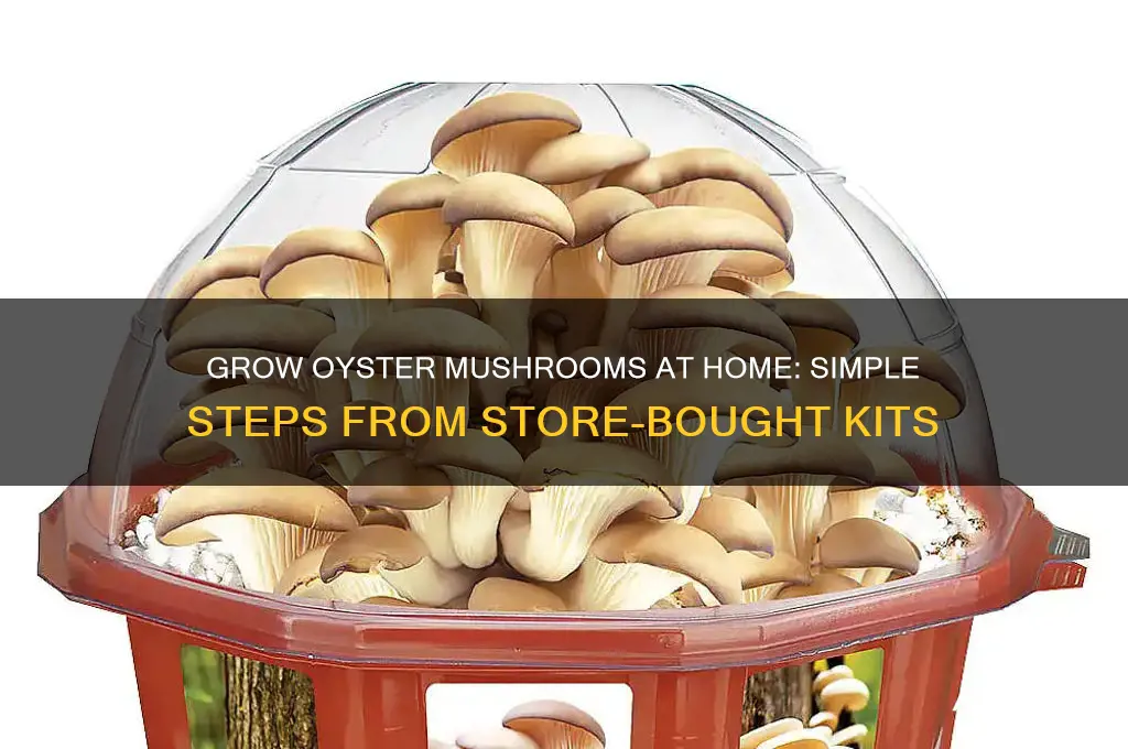 how to grow oyster mushrooms from store bought