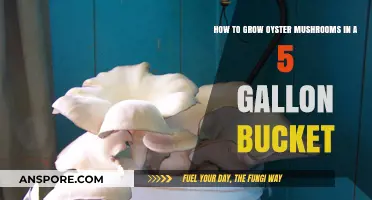 Easy Oyster Mushroom Cultivation in a 5-Gallon Bucket Guide