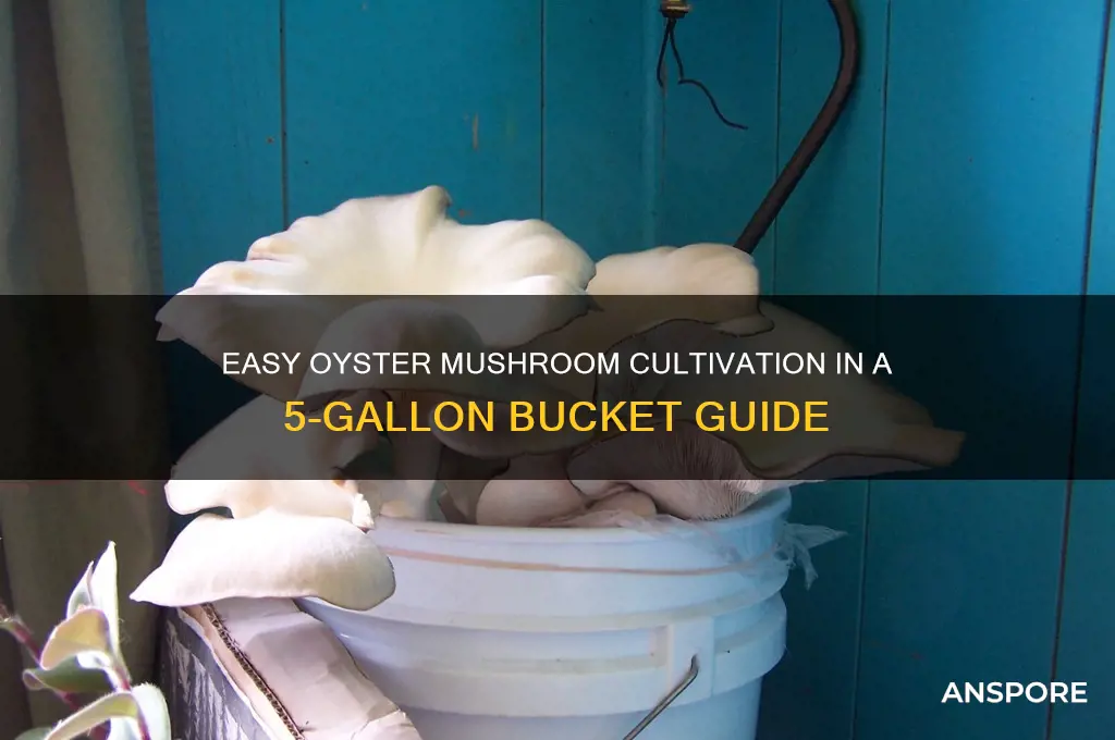 how to grow oyster mushrooms in a 5 gallon bucket