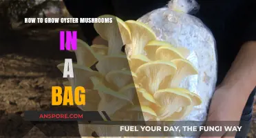 Easy Steps to Grow Oyster Mushrooms in a Bag at Home