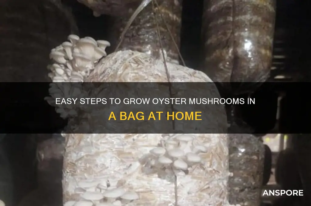 how to grow oyster mushrooms in a bag