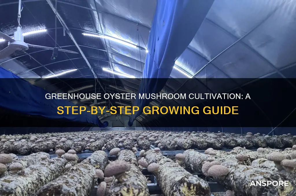 how to grow oyster mushrooms in a greenhouse