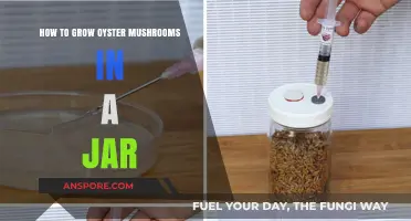 Easy Jar Method for Growing Oyster Mushrooms at Home