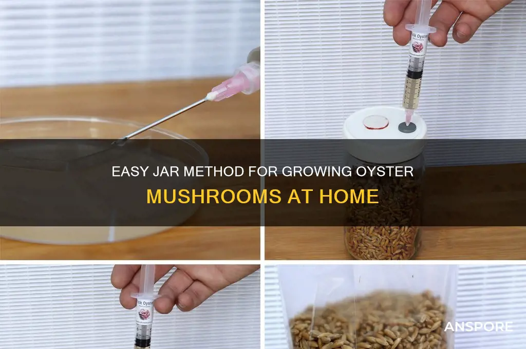 how to grow oyster mushrooms in a jar