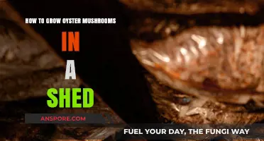 Easy Shed-Based Oyster Mushroom Cultivation: A Step-by-Step Guide