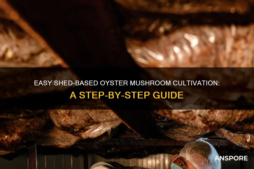 how to grow oyster mushrooms in a shed