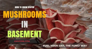 Grow Oyster Mushrooms in Your Basement: A Beginner's Guide