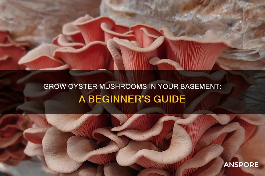 how to grow oyster mushrooms in basement