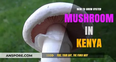 Growing Oyster Mushrooms in Kenya: A Step-by-Step Guide