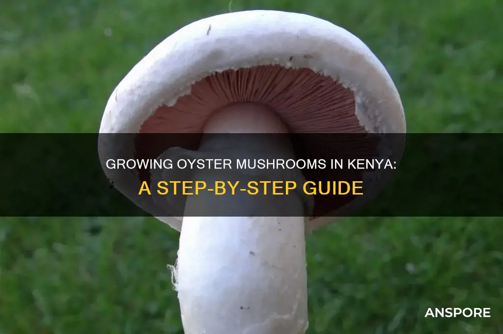 how to grow oyster mushrooms in kenya
