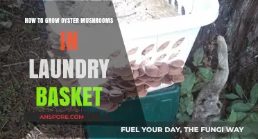Grow Oyster Mushrooms Easily in a Laundry Basket: A DIY Guide