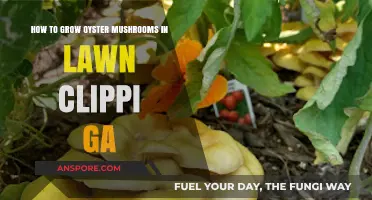 Grow Oyster Mushrooms in Lawn Clippings: A Georgia Guide