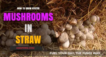 Easy Guide to Growing Oyster Mushrooms in Straw at Home