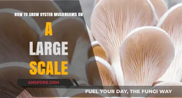 Mastering Large-Scale Oyster Mushroom Cultivation: Tips for Success