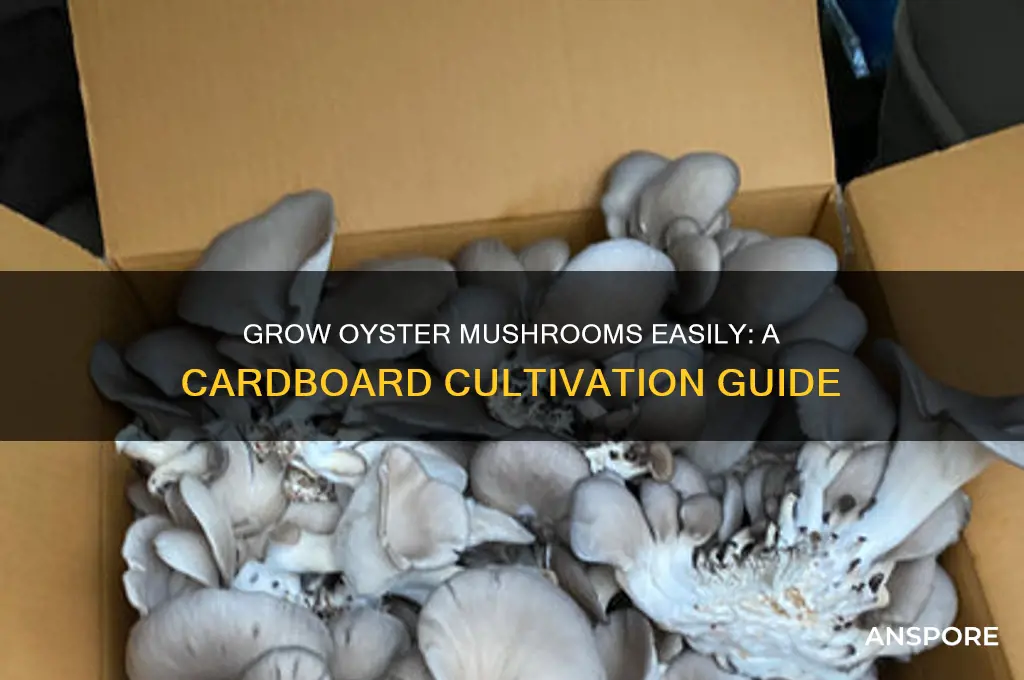 how to grow oyster mushrooms on cardboard
