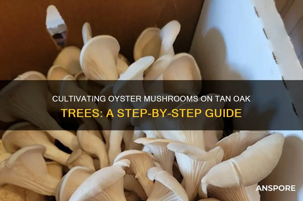 how to grow oyster mushrooms on tan oak trees