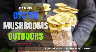 Outdoor Oyster Mushroom Cultivation: Simple Steps for Abundant Harvests