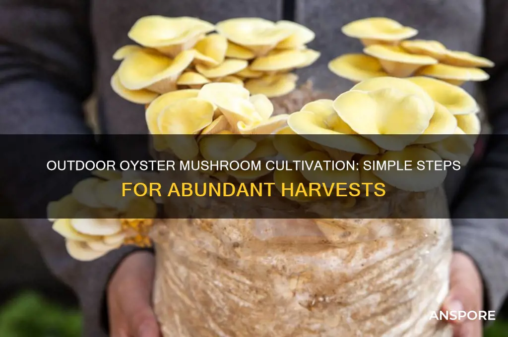 how to grow oyster mushrooms outdoors
