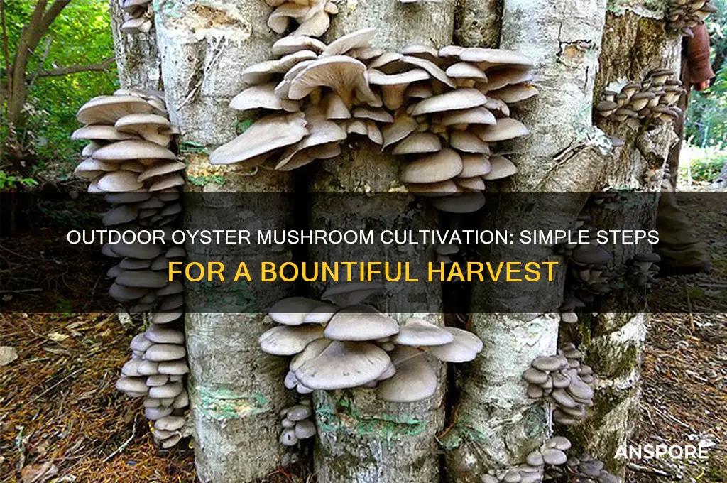 how to grow oyster mushrooms outside
