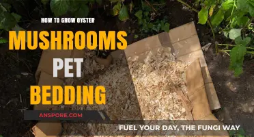 Grow Oyster Mushrooms Easily with Pet Bedding: A Simple Guide