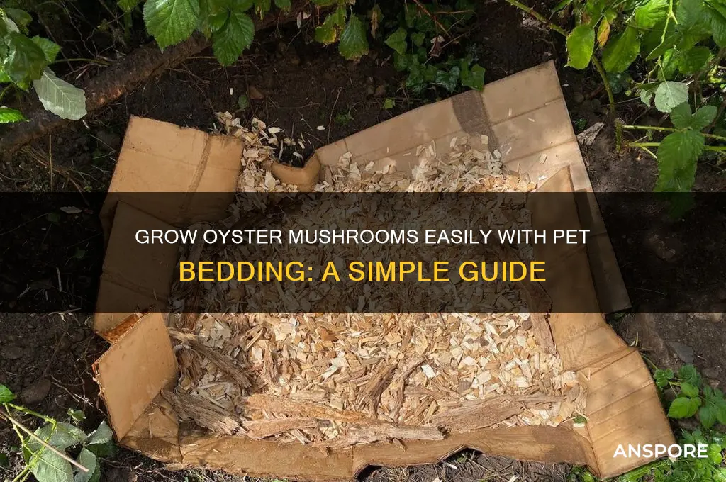 how to grow oyster mushrooms pet bedding
