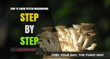 Mastering Oyster Mushroom Cultivation: A Comprehensive Step-by-Step Guide