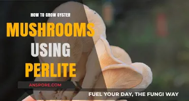 Growing Oyster Mushrooms with Perlite: A Simple Step-by-Step Guide
