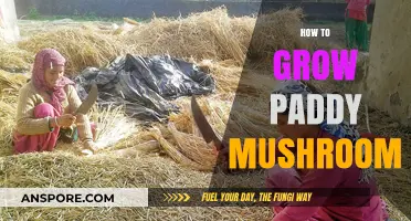 Mastering Paddy Mushroom Cultivation: A Step-by-Step Growing Guide