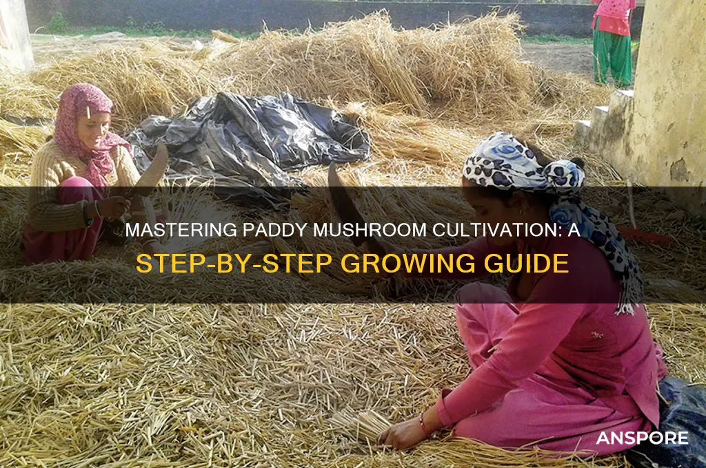 how to grow paddy mushroom