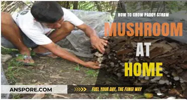 Easy Guide to Growing Paddy Straw Mushrooms at Home