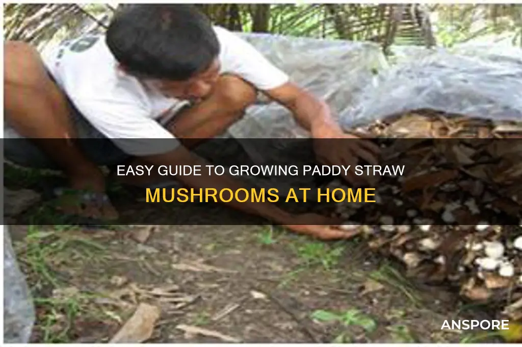 how to grow paddy straw mushroom at home