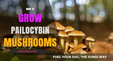 Cultivating Psilocybin Mushrooms: A Comprehensive Guide to Successful Growth